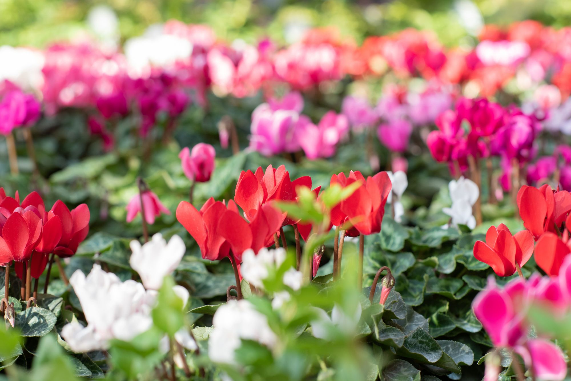 Rote und pinke Cyclamenblüten in dekorativer grafischer Anordnung – farbenfrohe Herbst- und Winterblumen.